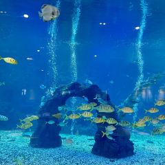 三亚亚龙湾迎宾馆·海洋主题海蓝餐厅 User Photo