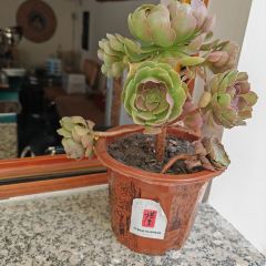 塔漂咖啡馆 User Photo