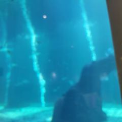 三亞亞龍灣迎賓館·海洋主題海藍餐廳張用戶圖片