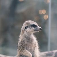 評論圖片 5