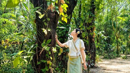 推薦，離開版納的那天去打卡了曼聽，拍照勝地，傣王的御花園不是