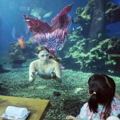 Aqua - Aquarium Restaurant 여행 사진