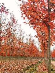 Red Maple Forest