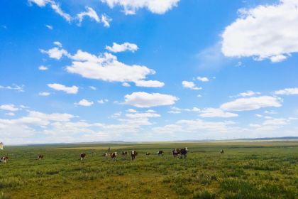 希拉穆仁草原朝鲁呼牧民家