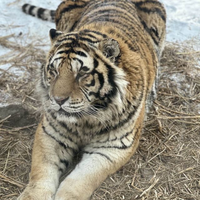 SIBERIAN TIGER PARK