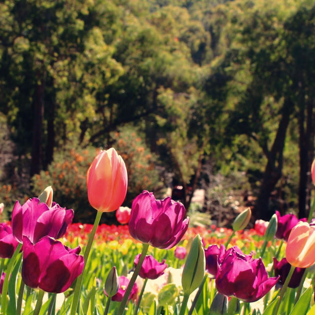 🌷 Tulip Festival in Perth