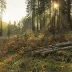 CampingChampion