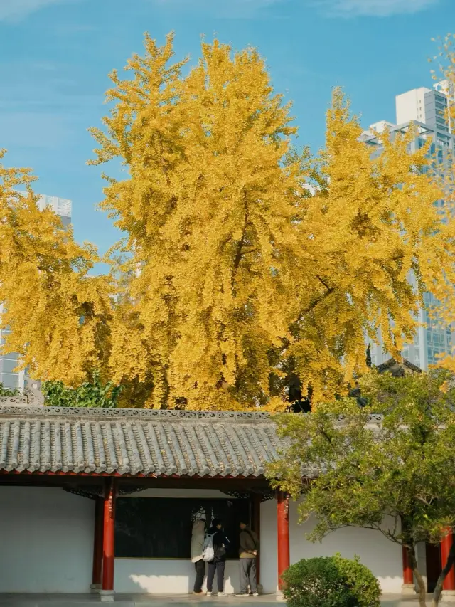 Am I the only one who noticed? The red walls and ginkgo in Wuhan moved me to tears