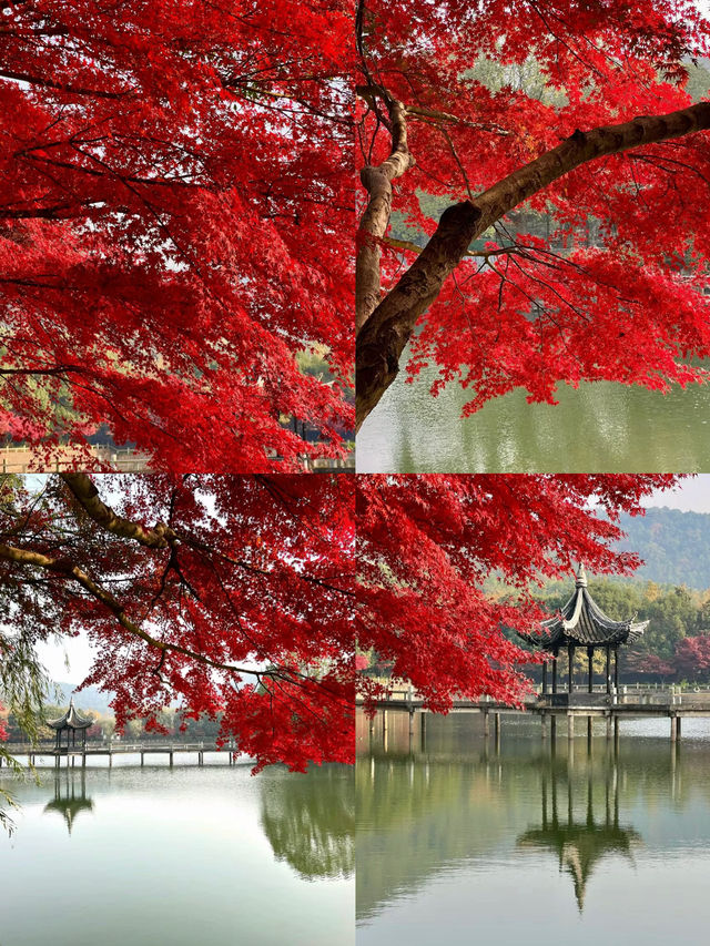 以為天平山楓葉很絕了，直到來到了這裡！
