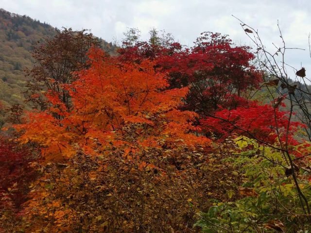 崗山賞紅葉