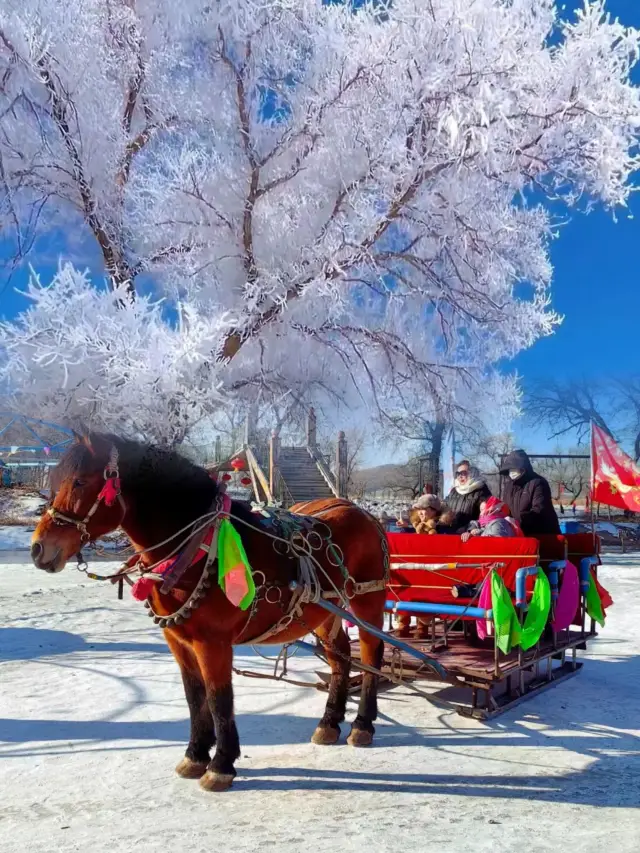 China's first island of foggy pine wonderland, freeze this beauty of ice and snow!