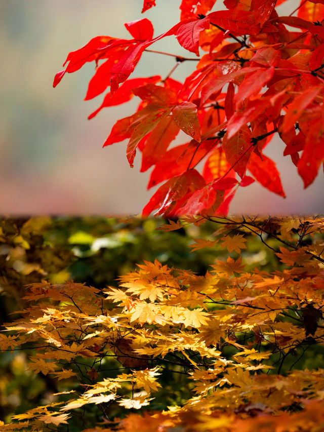 本溪楓葉之旅：沉浸在秋天的童話中