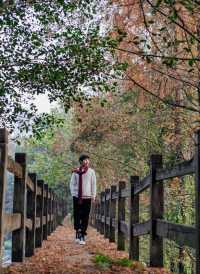 重慶主城區的後花園| 冬天也能出片的寶藏公園