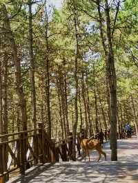 林間漫步，共赴鹿苑之約‖東豐南照山公園