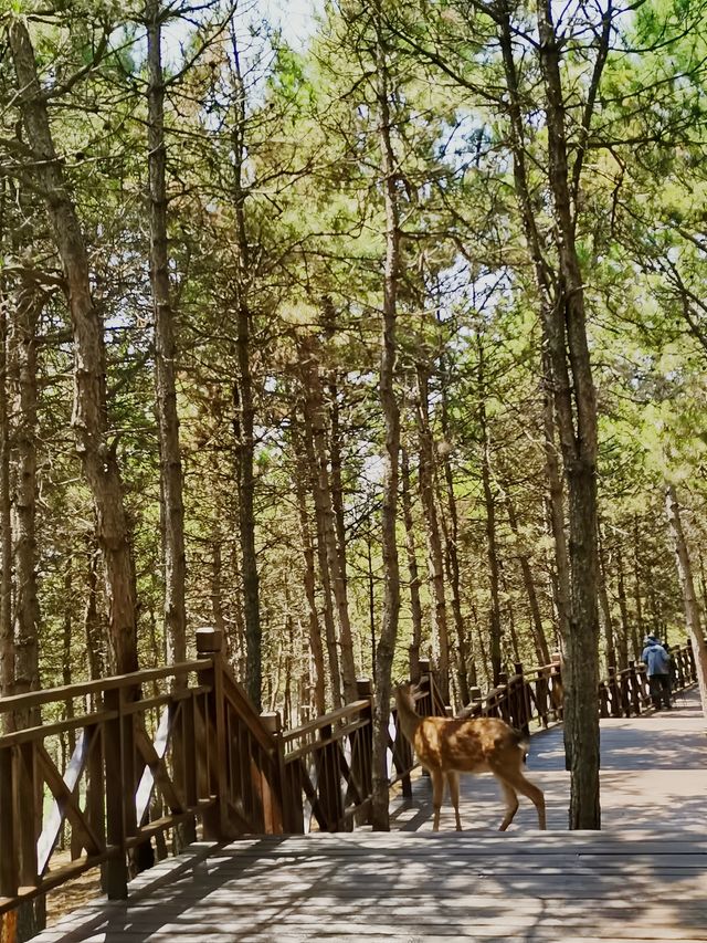 林間漫步，共赴鹿苑之約‖東豐南照山公園