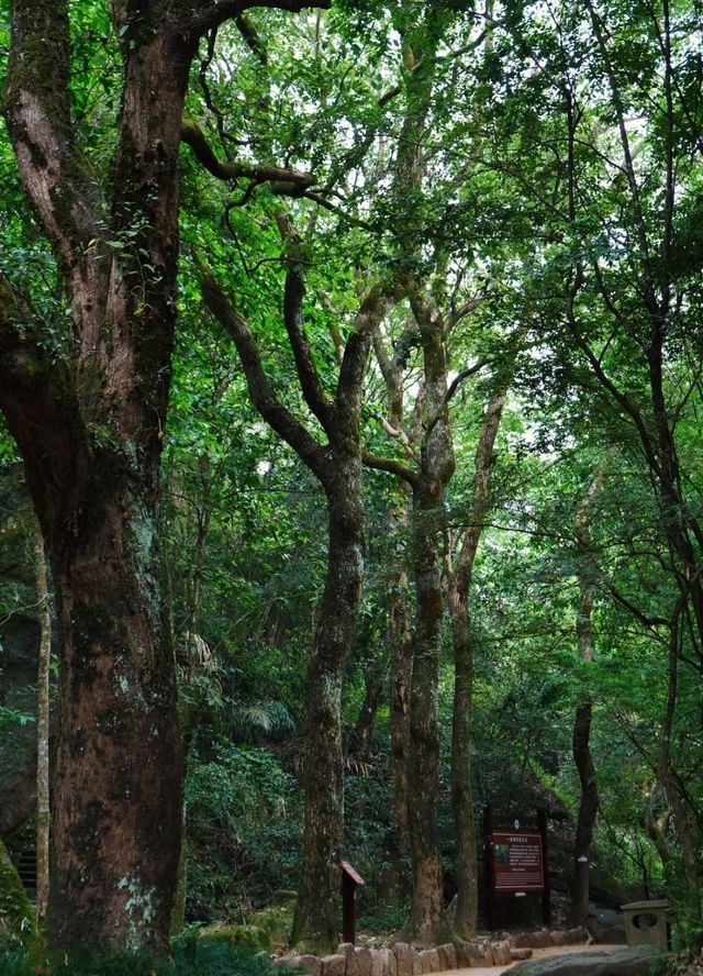 武夷山旅遊攻略！送給要去武夷山旅遊的姐妹