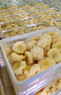 古田縣，中國食用菇之都