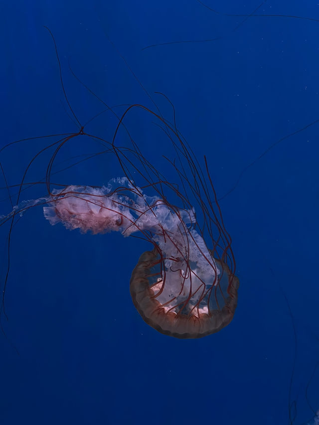 我真的沒想到！大連極地這麼好拍！！！