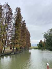 揭陽丨玉滘人大主題公園的落羽杉