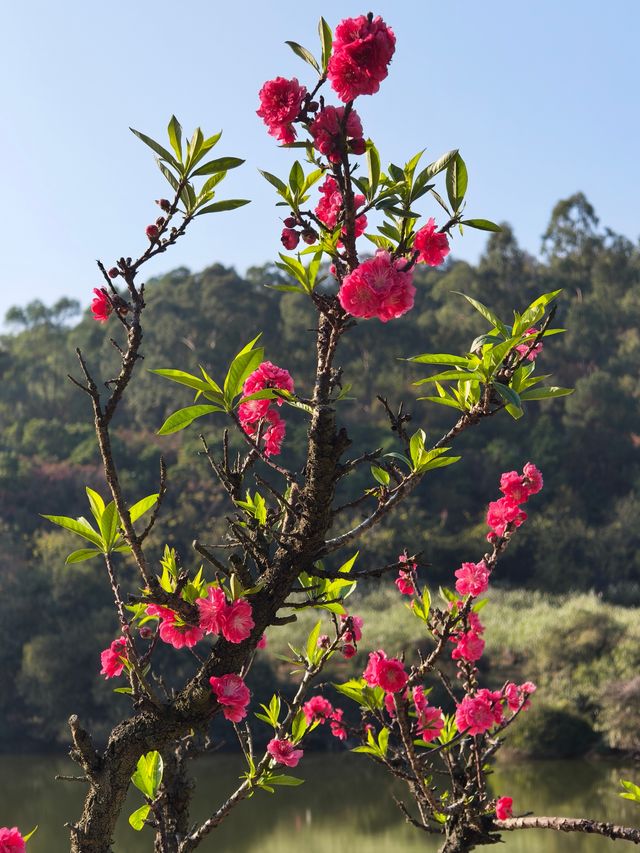 桃花一簇開無主，可愛深紅愛淺紅