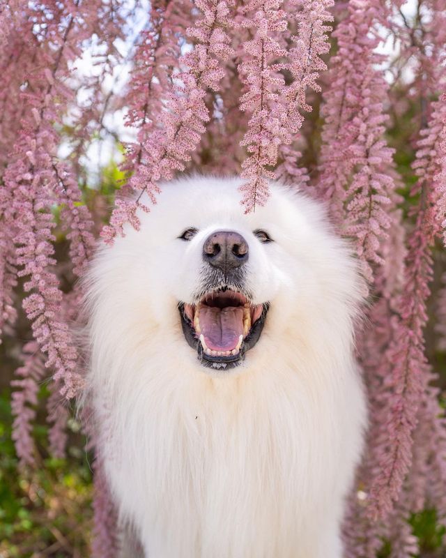 spring Blossoms 🌸🥹 Which Photo Steals Your Heart?