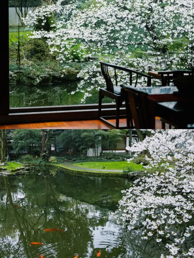 Hangzhou's most beautiful cherry blossom garden