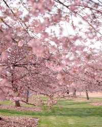 花季上海辰山植物園早櫻盛開~