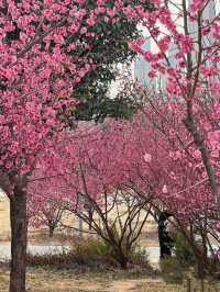 鄭州踏春好時節｜西流湖公園梅花正當時