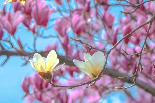 南昌春日遊  賞花走起