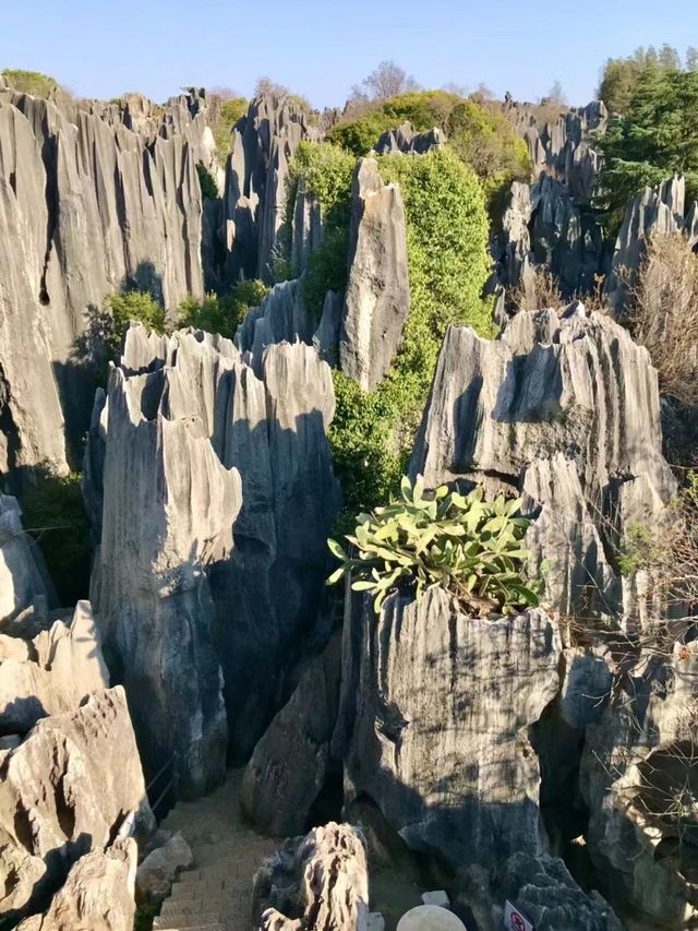 遊昆明石林風景區有感