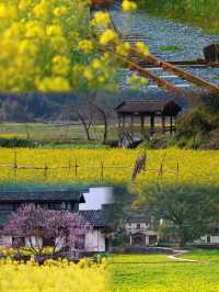 春遊記《國家地理》推薦的古村油菜花有多絕