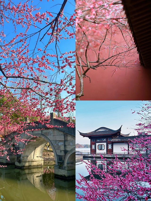 杭州的梅，如詩如畫，如夢如幻，是二月底最美的風景