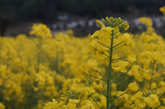 卢村 | 人更少更原始的賞油菜花勝地