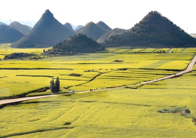 雲南羅平油菜花旅遊攻略（一）