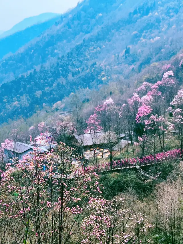 March is the perfect time for a spring outing, and the Jiuhuang Mountain Scenic Area in Mianyang awaits your exploration!
