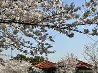 櫻花如雲高東鎮