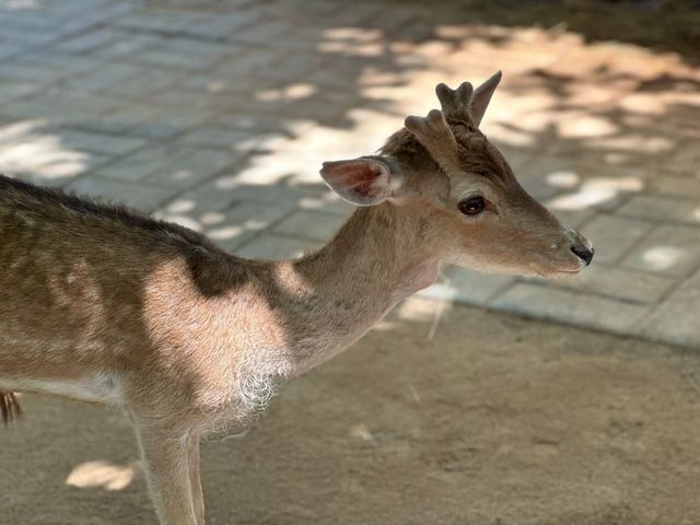 西安秦嶺野生動物園一日遊攻略