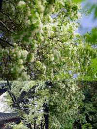 除了流蘇樹，還有更好看的杜鵑花，你確定不來黑龍潭公園？