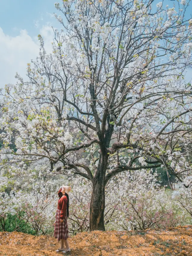 Self-Drive in Yunnan | Off-the-Beaten-Path Red River Flower Chasing Three-Day Tour: Non-stop Viewing of Pear and Cherry Blossoms