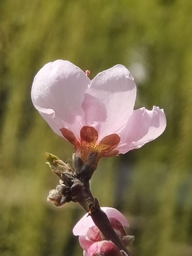 蘇州可園—蘇州現存唯一的書院園林