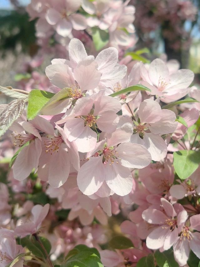 Blooms, blooms, and more blooms! 🪷