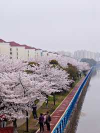 上海櫻花打卡地—浦東高東鎮櫻花園