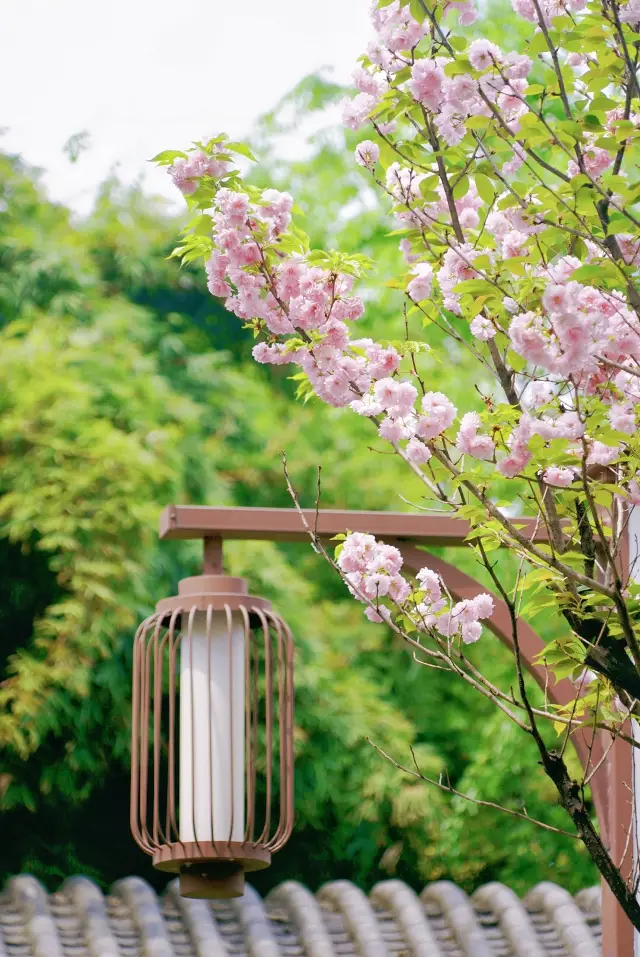 When cherry blossoms meet the fragrance of 'Qi Li Xiang', when cherry blossoms meet the ancient style