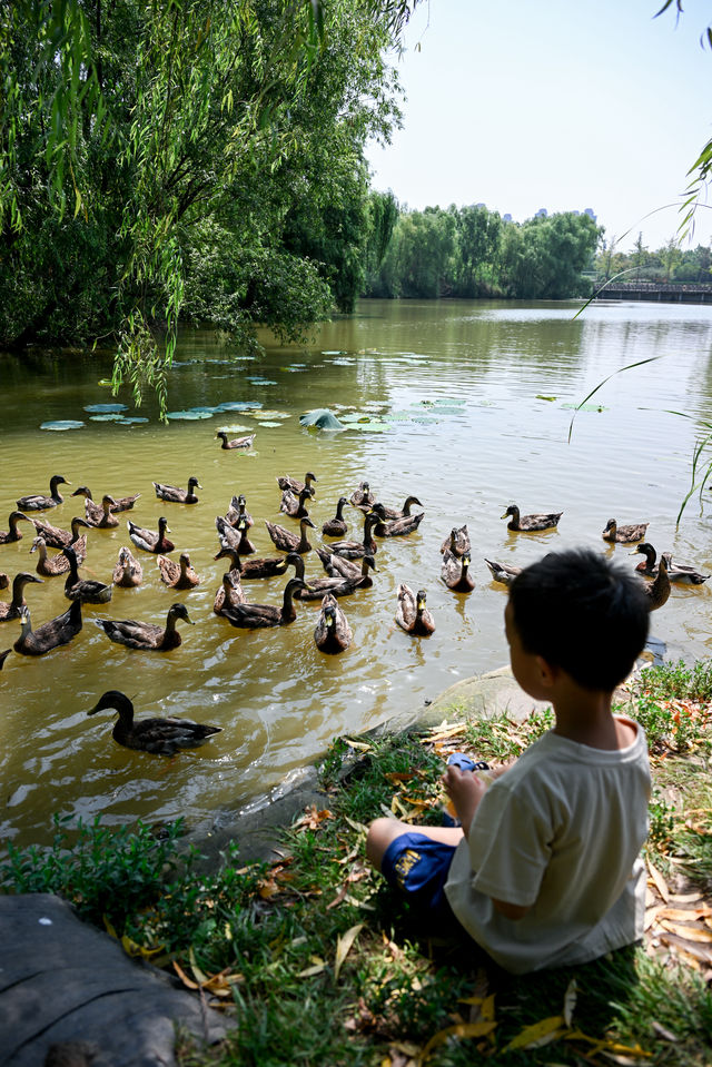 西安最大的公園竟然免費拍照、溜娃真的絕了