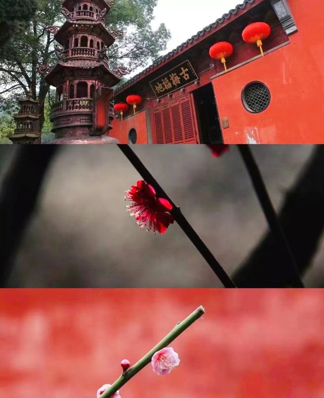 浙江|湖州|賞梅地圖