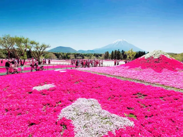 Shibazakura Festive