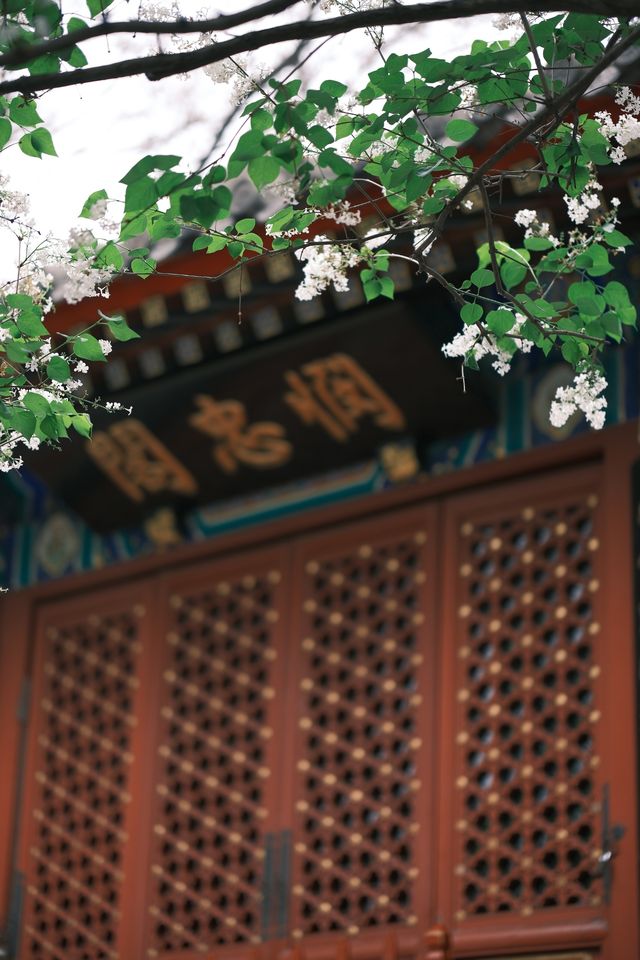 千年幽香，北京法源寺丁香盛放