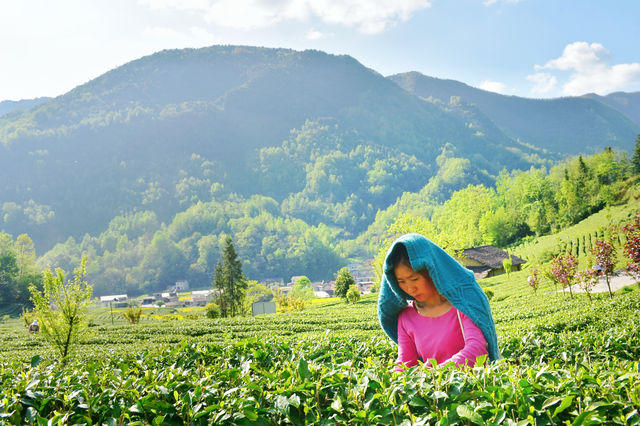 上春山，近茶園，漢中鎮巴茶香四溢春色美