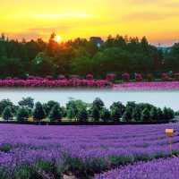 上海薰衣草公園