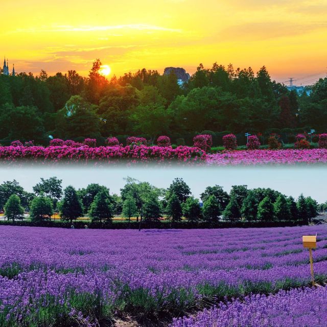 上海薰衣草公園